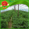 Wholesale big green chilli with high quality low price